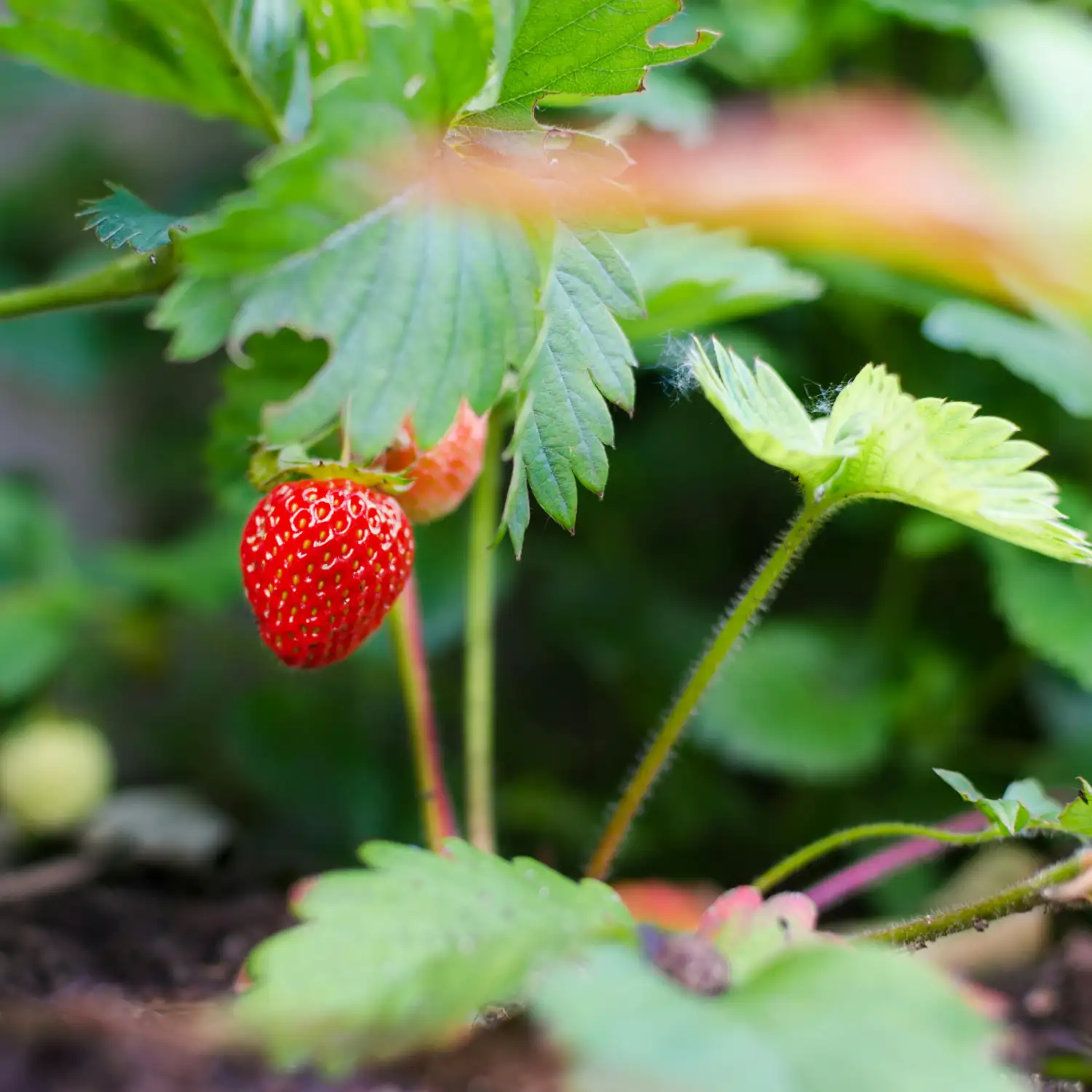 fraises