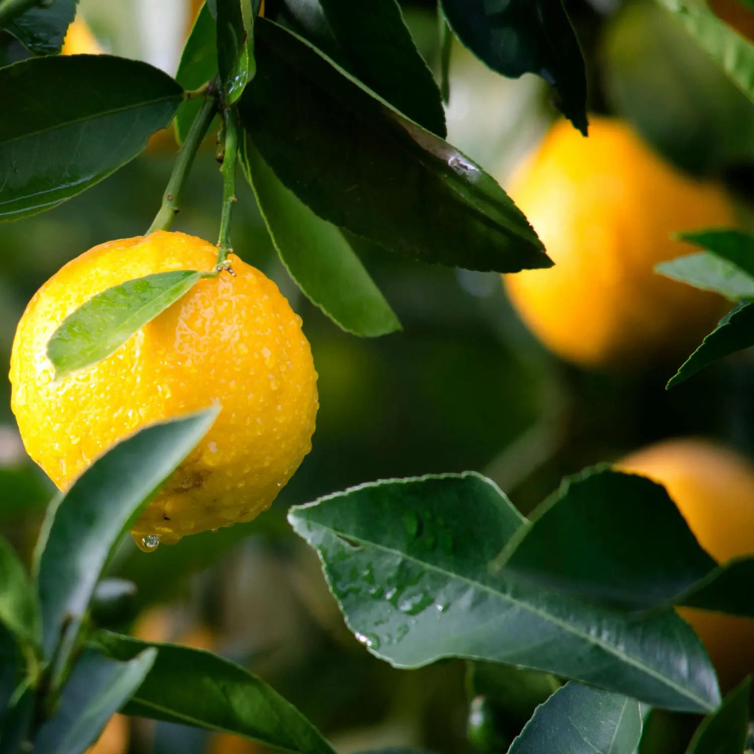 oranges